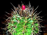 Melocactus curvispinus sp BB 99-427  Venezuela Isla Margarita Punta arenas  (JPG (2).JPG